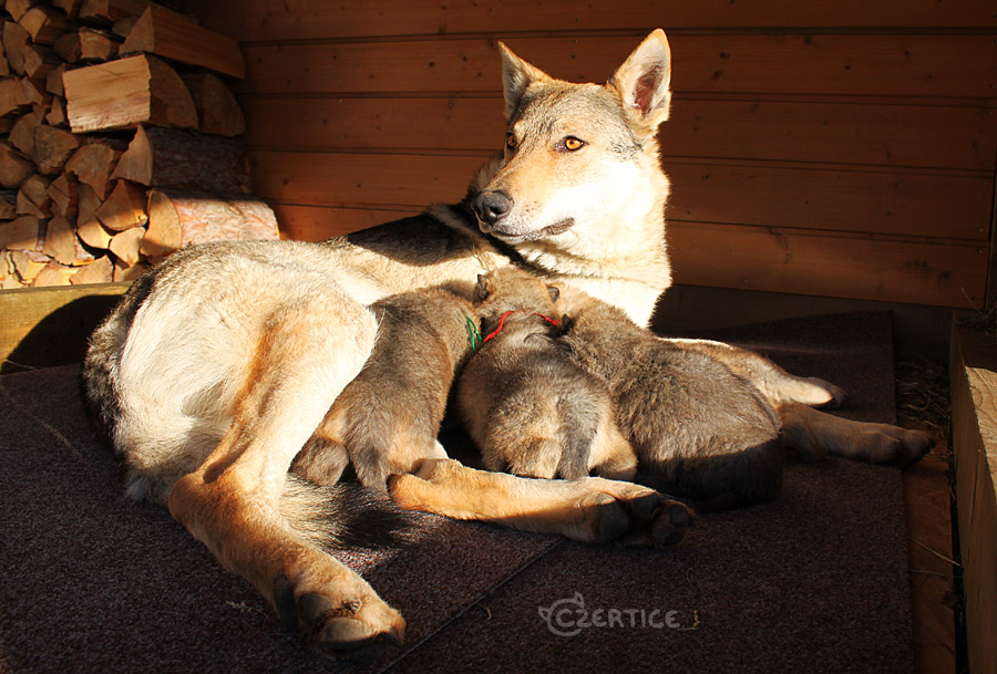 Raksha and her Puppies - Day 20 II.