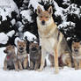 Czechoslovakian Wolfdog Family