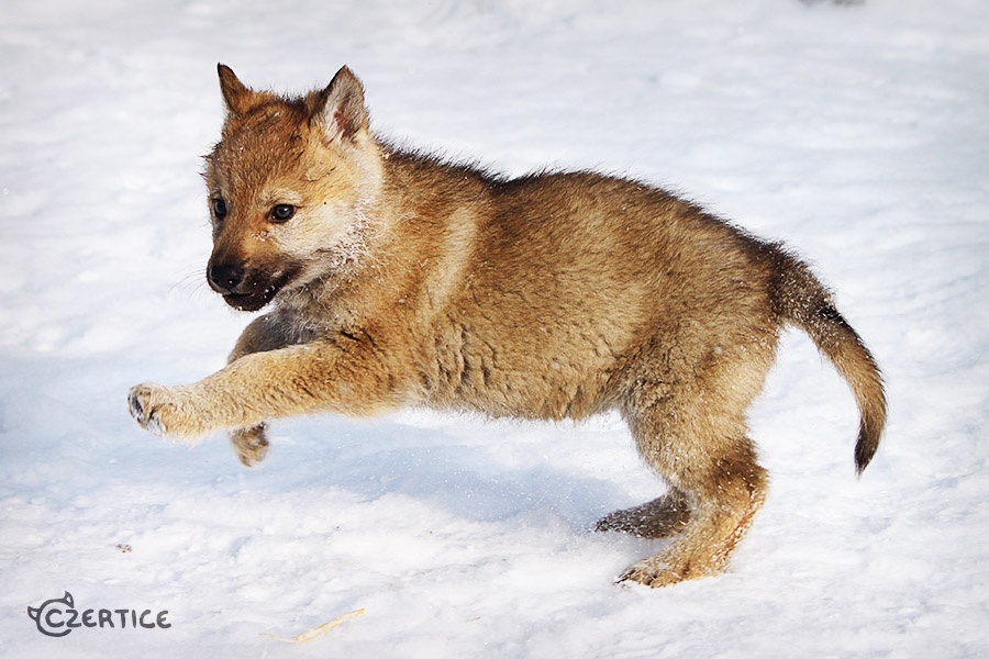 Frolicking in the Snow