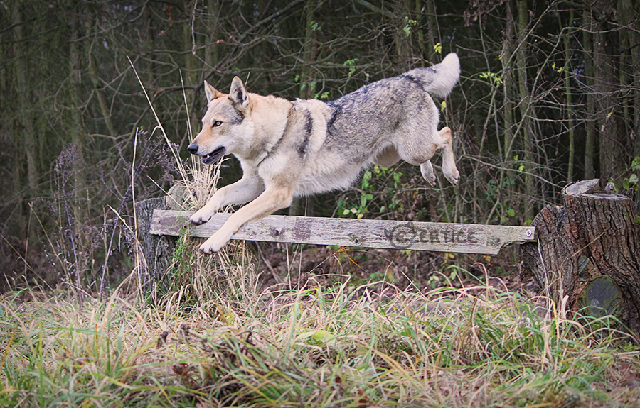 Wolfdogs Can Fly XVII.