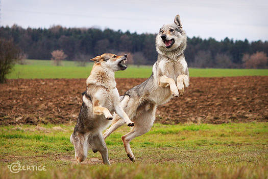 Kung-Fu Wolfdogs II.