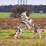 Kung-Fu Wolfdogs IV.