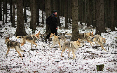 The Pack of Six by Czertice