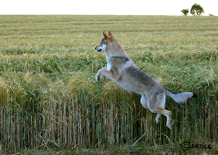 Wolfdogs Can Fly XIX.