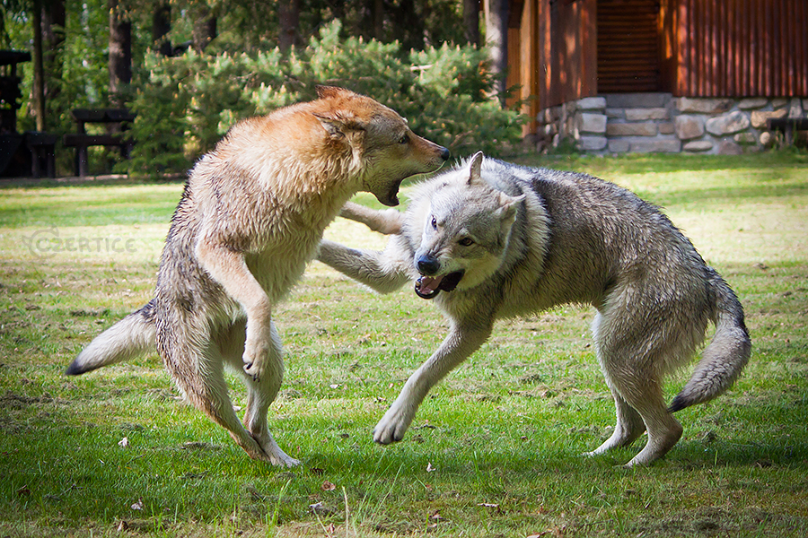 Niko and Raksha II.