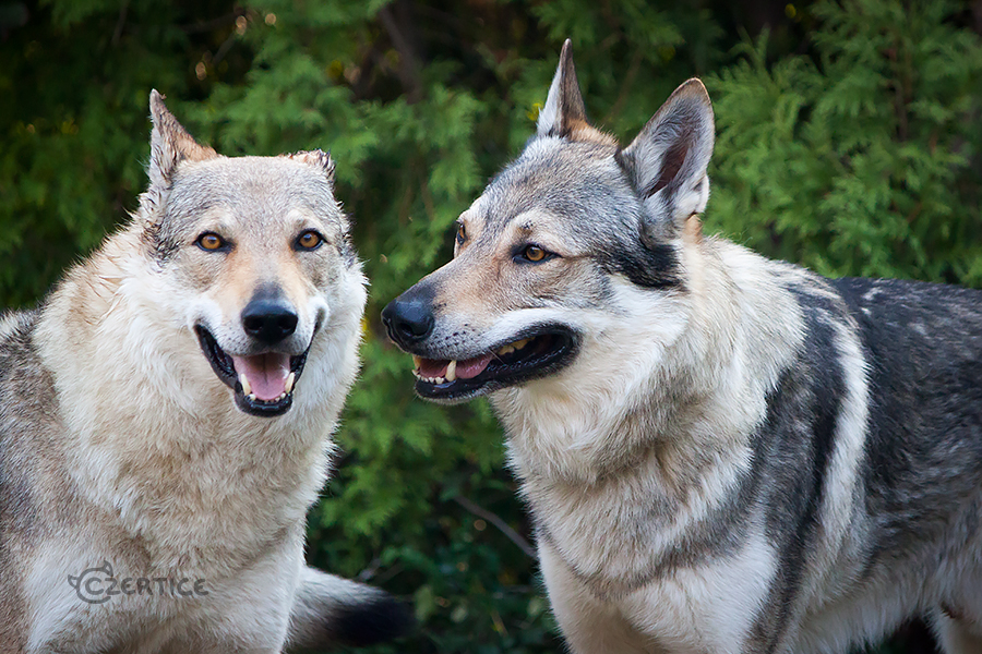 Raksha and Monty II.