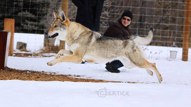 Wolfdogs Can Fly XX.