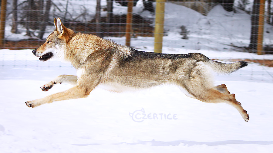 Wolfdogs Can Fly XXIII.