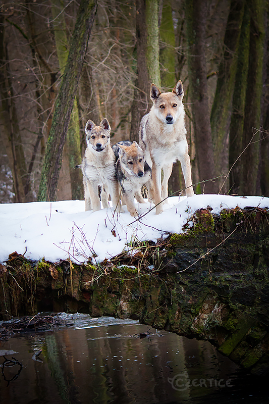 Czechoslovakian Wolfdog Family Portrait