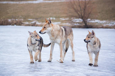 How to Walk on Ice