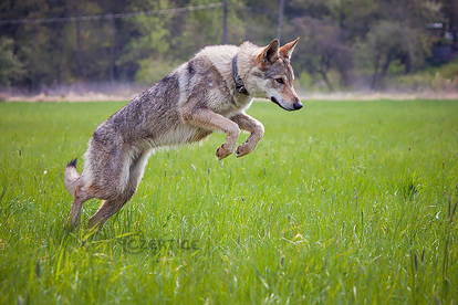Angie Ferra Buddywolf