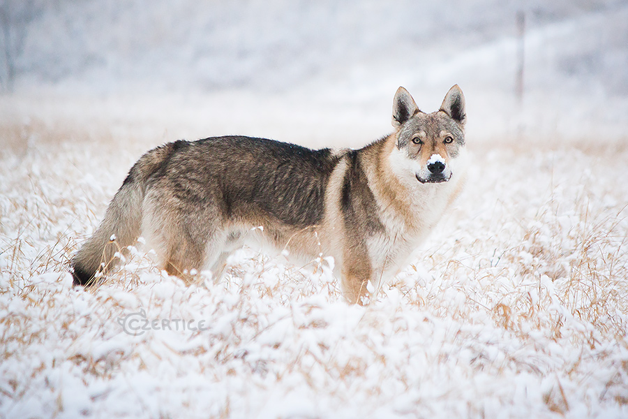 Mitra in Snow