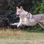 Wolfdogs Can Fly XXIV.