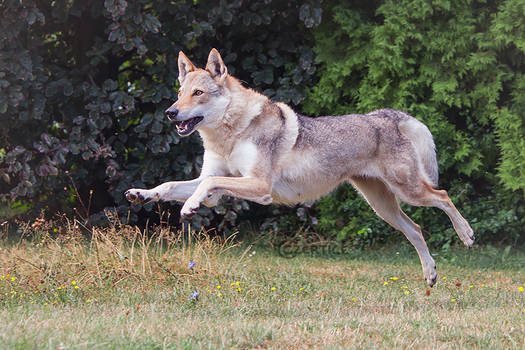 Wolfdogs Can Fly XXIV.