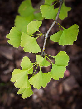 Ginkgo Biloba