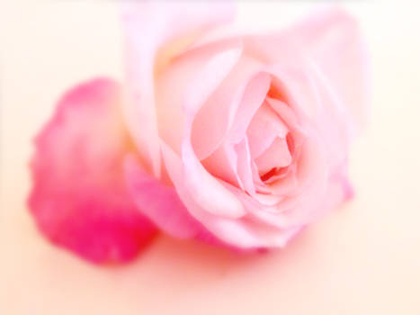 Pink Rose