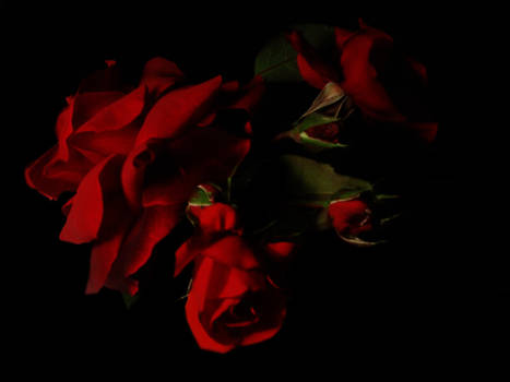 Dark Red Roses