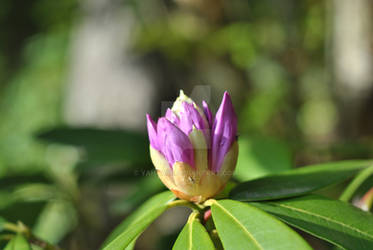 Rhododendron ponticum