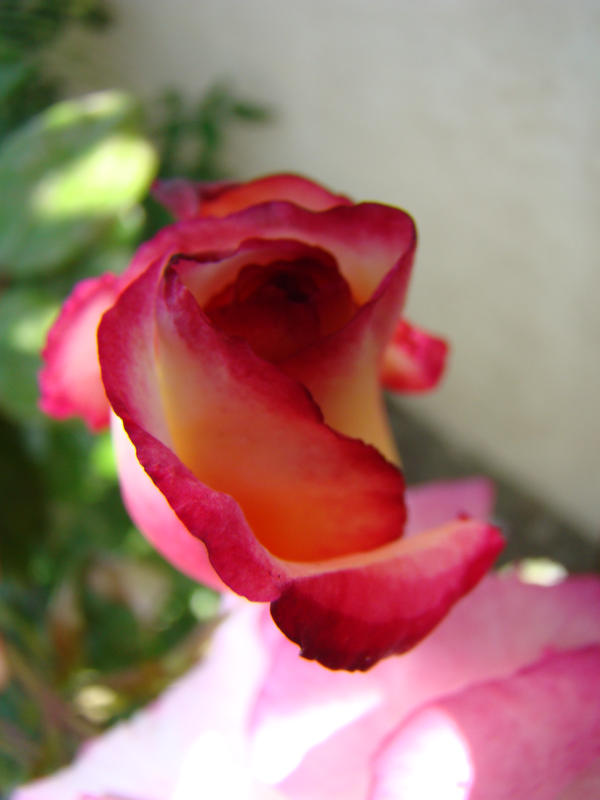 Rose Bud II