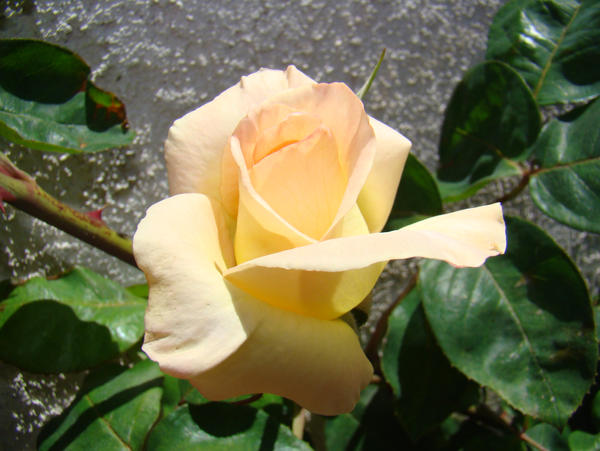 Yellow Rose IX