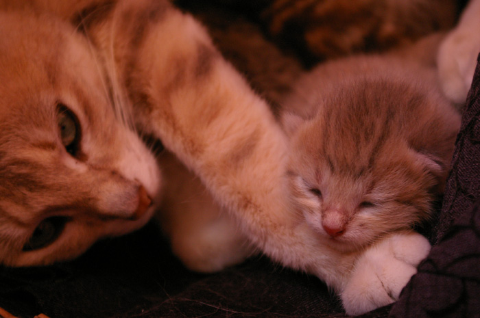 Asleep on mom's paw