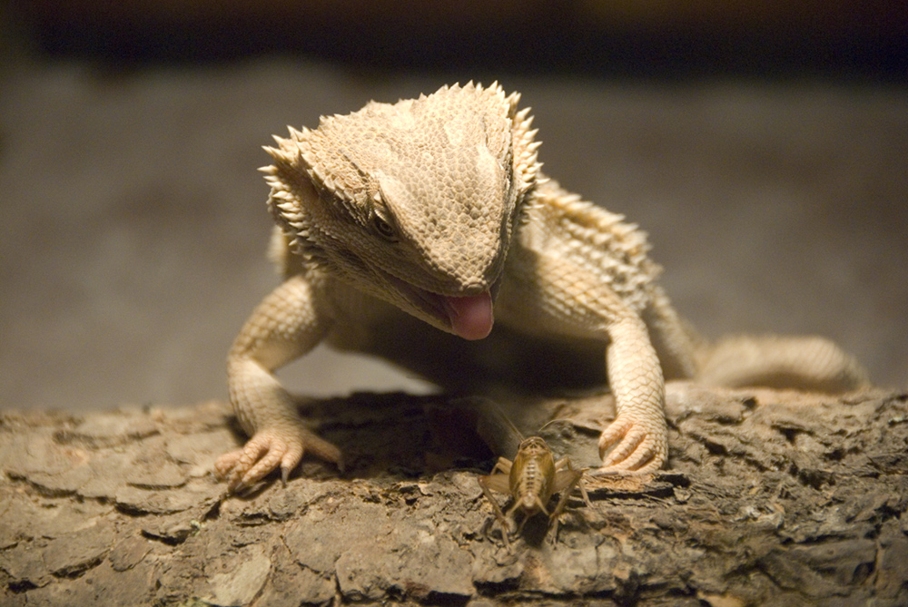 Bearded Dragon 2