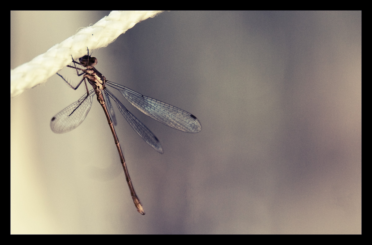 Dragonfly