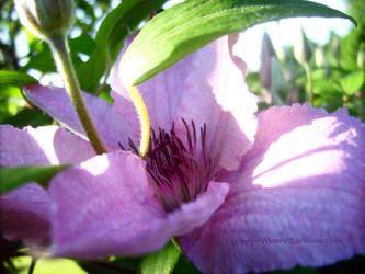 Clematis -4-