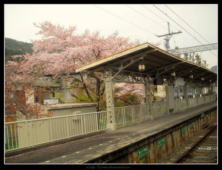 Hanami in Kyoto