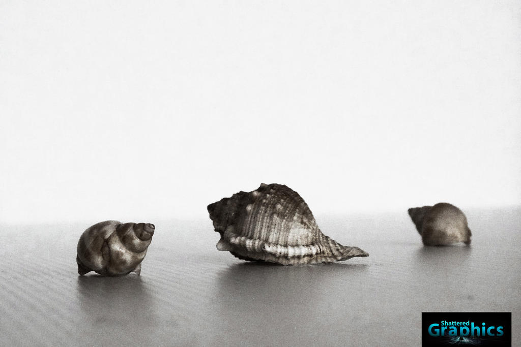 Digital Art (Shells) by ShatteredGraphicss on DeviantArt