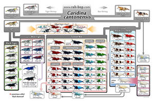 Caridina cantonensis family tree