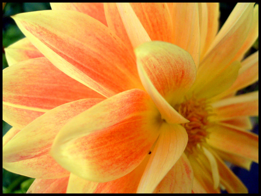 Dahlia V 03 By Touchyourtoes On Deviantart Dahlia V 03 By Touchyourtoes On Deviantart