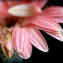 Rain-soaked Pink Flower