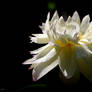 White lotus