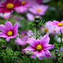 pink cosmos