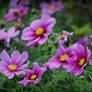 pink cosmos