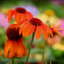 Orange flowers