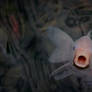 koi fish gasping for air