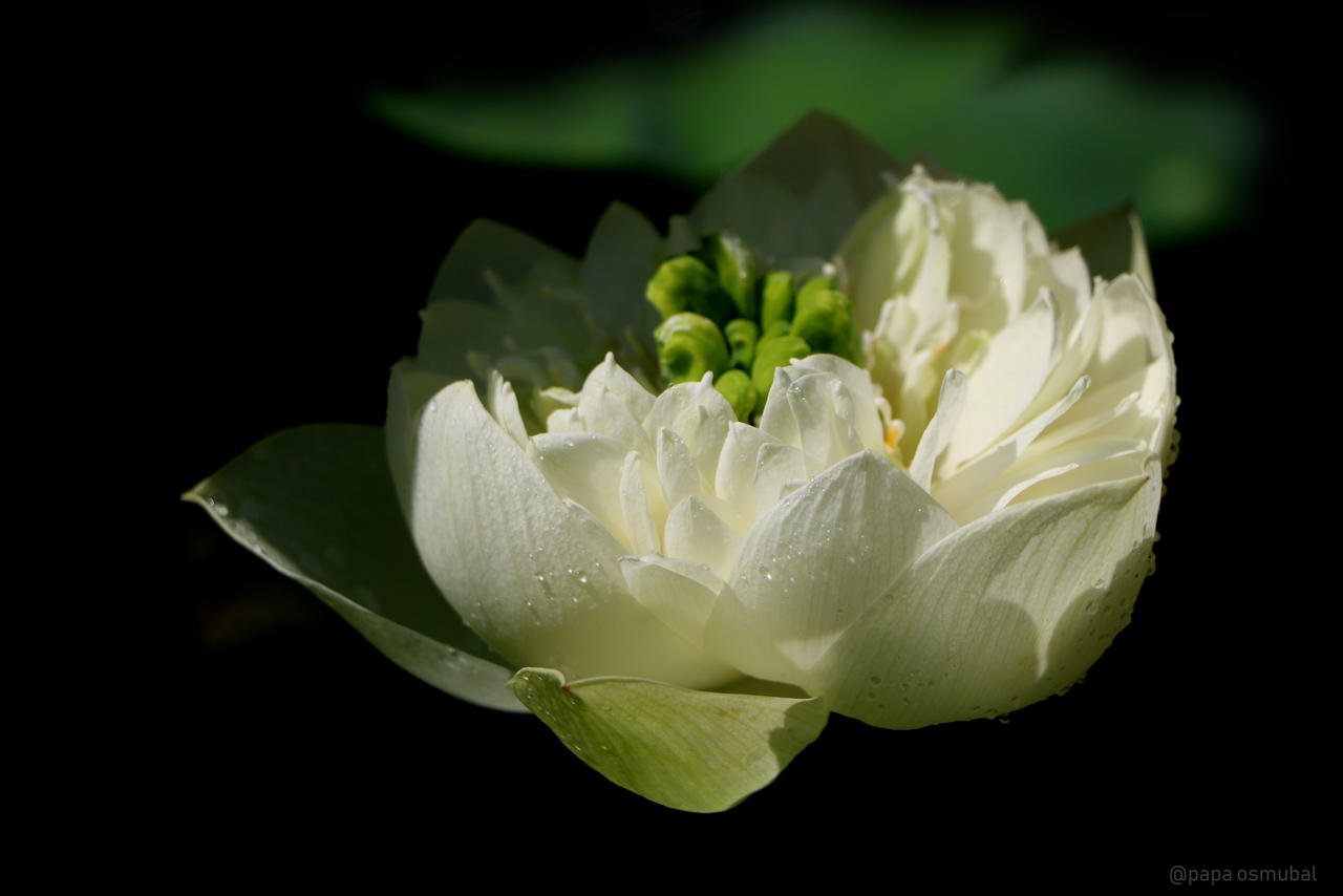 While lotus by PapaOsmubal on DeviantArt