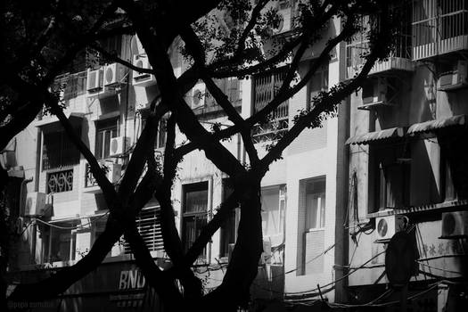 Trees in front of a residential building