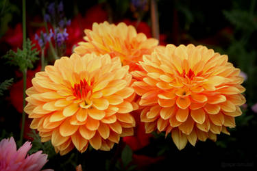 Orange beauties