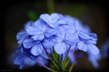 A bunch of small blue flowers