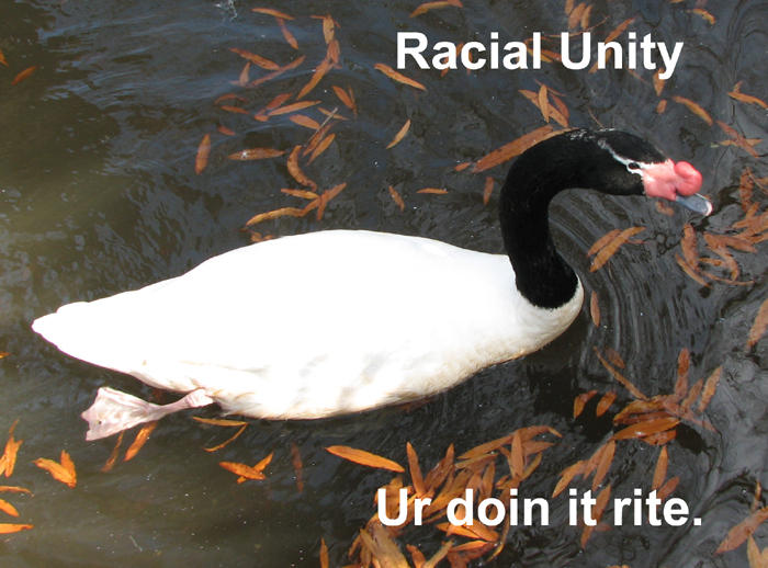 Unity Swans Racial Unity Swan by Boverisuchus on DeviantArt