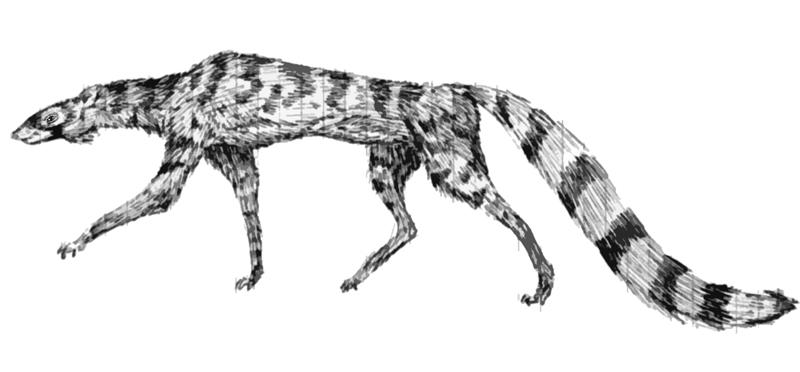 Neocene - Civet Dormouse by Boverisuchus on DeviantArt