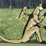 Revised Kangaroo Lemur