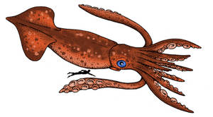 Cryptozoologicon - Big-sucker Squid
