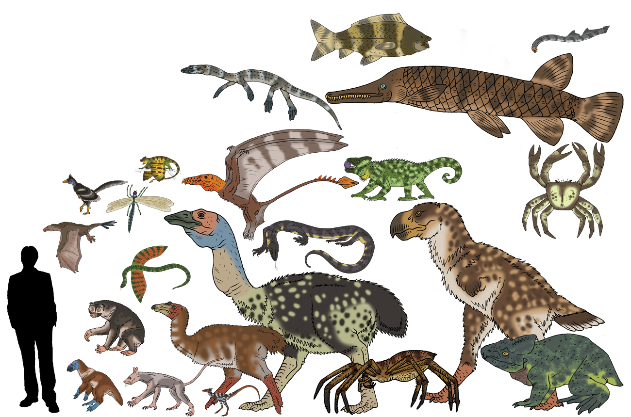 Skull Island Bestiary Scale Diagram 2 By Pristichampsus On Deviantart