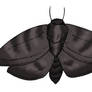 The Lost World Bestiary - Sooty Giant Moth