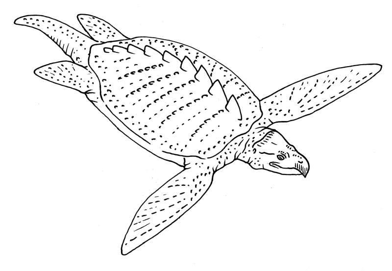 Prehistoric Monsters Archelon By Pristichampsus On Deviantart Prehistoric Monsters Archelon By Pristichampsus On Deviantart
