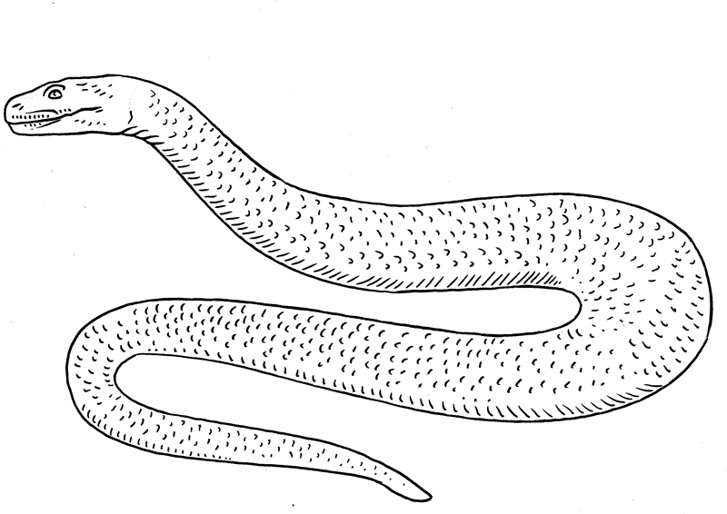 Prehistoric Monsters Titanoboa By Boverisuchus On DeviantArt prehistoric-monsters-titanoboa-by-boverisuchus-on-deviantart